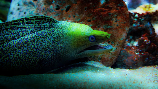 Green Eel meant to represent jealousy and envy